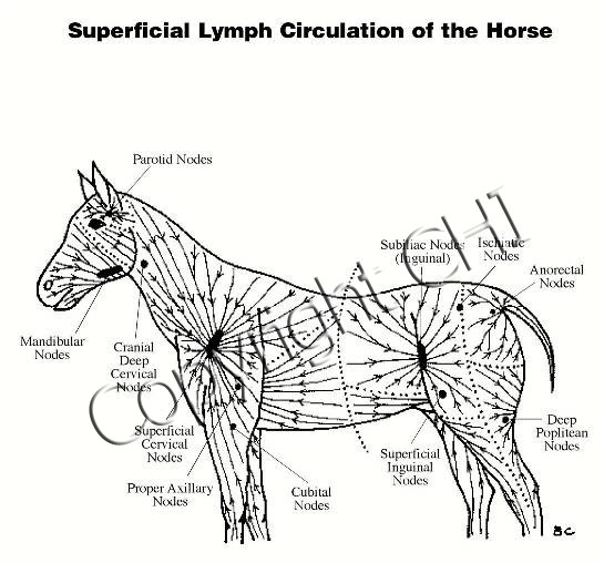 Superficial-Lymphatic-circulation-horse  Expand your understanding of blood, lymph and interstitial fluids, including applications to humans, animals and plants. Apply your LDT techniques to the Central nervous system (pia and dura), to vessels, and to semi-circular canal to name a few.   Class length 4 days